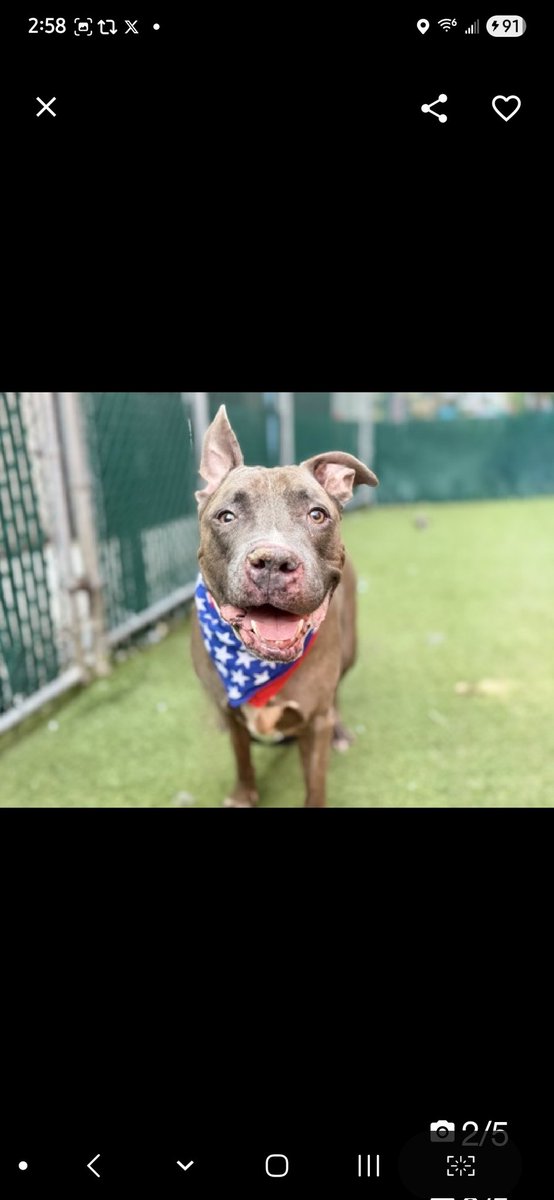 💔Blue Shell💔
▪️To Be Killed: 8/21💉 #233831 #NYCACC 12y

Precious gentleman's💔, @ overcrowded shelter!
Elderly boy has the absolute sweetest face!
Breaks my heart he's @ shelter!
He deserves all the TLC, cuddles in the world!
Has CIRDC, needs out asap!
Deserves loving,