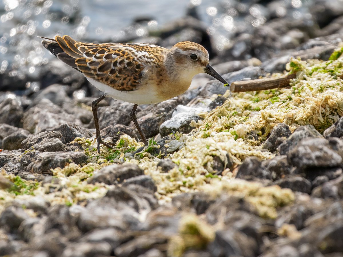 The last few days on Patch at Walthamstow Wetlands have been ok though a little dull at times but today was great! This juv Little Stint made me rush out again after I had just arrived home! Also so far this week, Curlew, Yellow Wagtail, Wheatear, Hobby, Little Owl, Ringo, YLG.