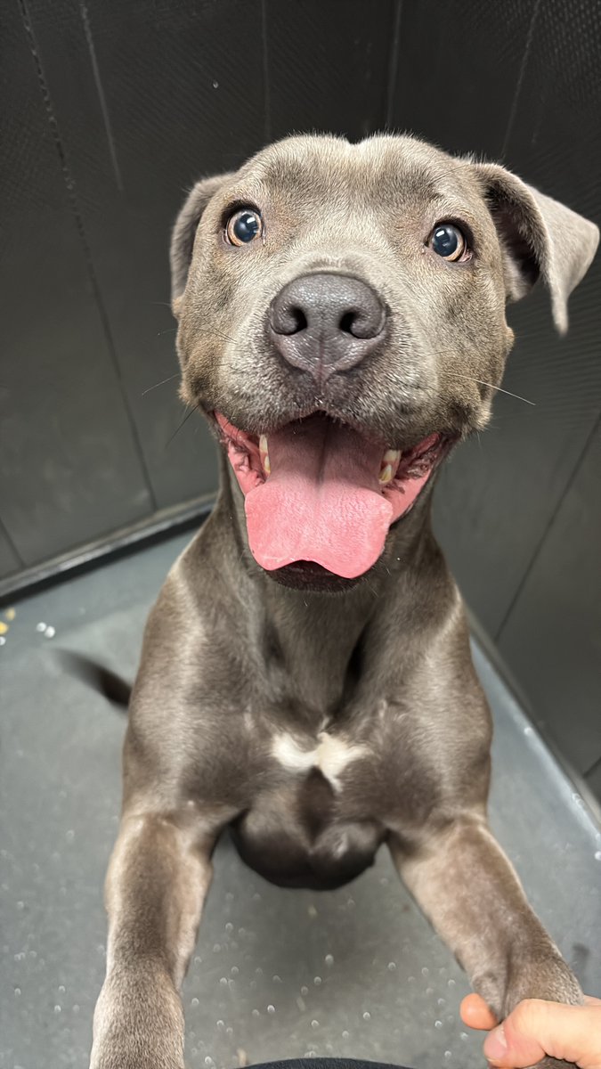 millypod1's tweet photo. 🆘13 AUG 2025 #Lost Dior #ScanMe
Blue/Grey Staffordshire Bull Terrier Cross Female
#Wednesfield #Wolverhampton #WestMidlands #WV11
https://t.co/eg4O9rwOkx https://t.co/mxtwlLugK4