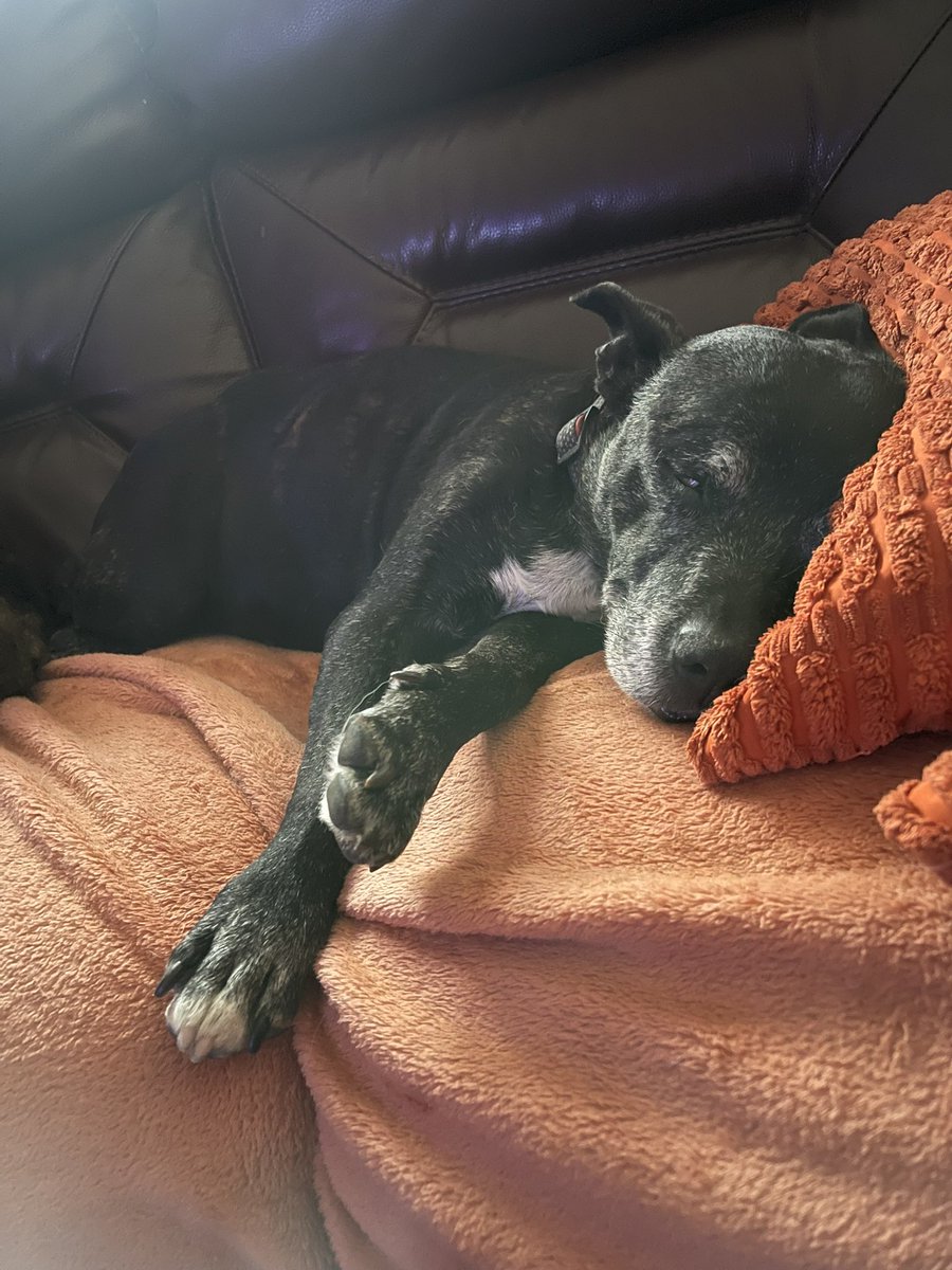 RPD2025STELLA's tweet photo. Evening snooze on the sofa 🐾❤️🐾 https://t.co/2UYYxPMwmD