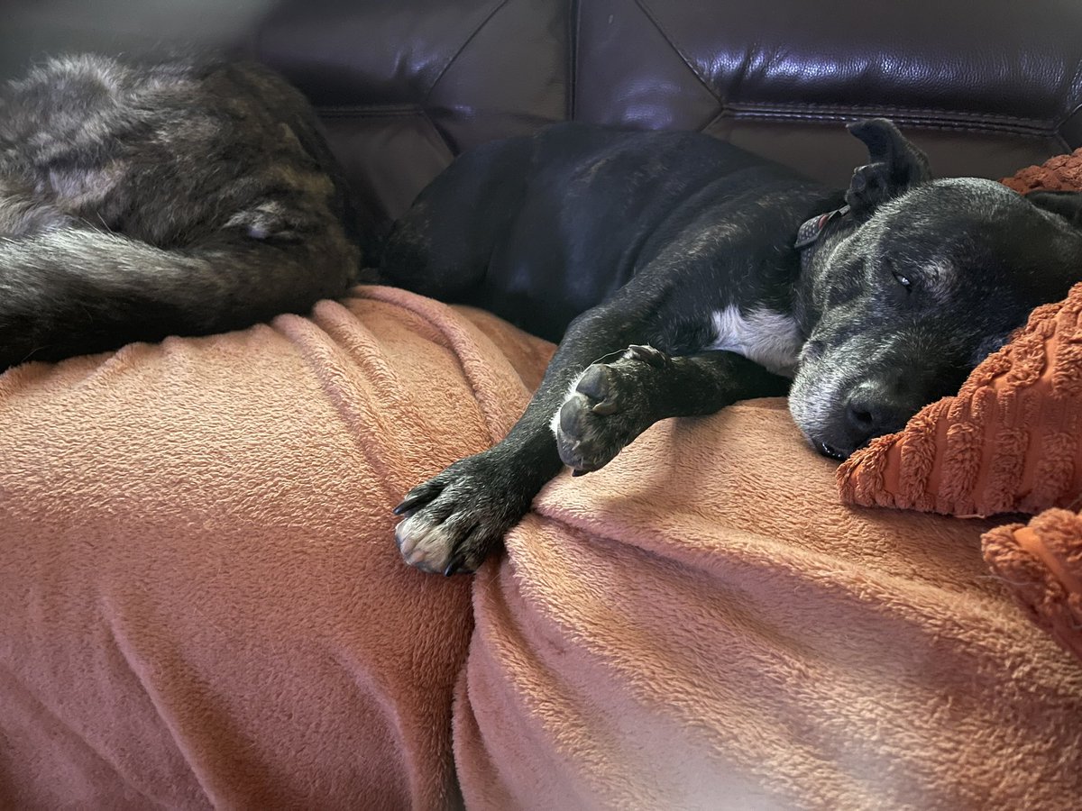 RPD2025STELLA's tweet photo. Evening snooze on the sofa 🐾❤️🐾 https://t.co/2UYYxPMwmD