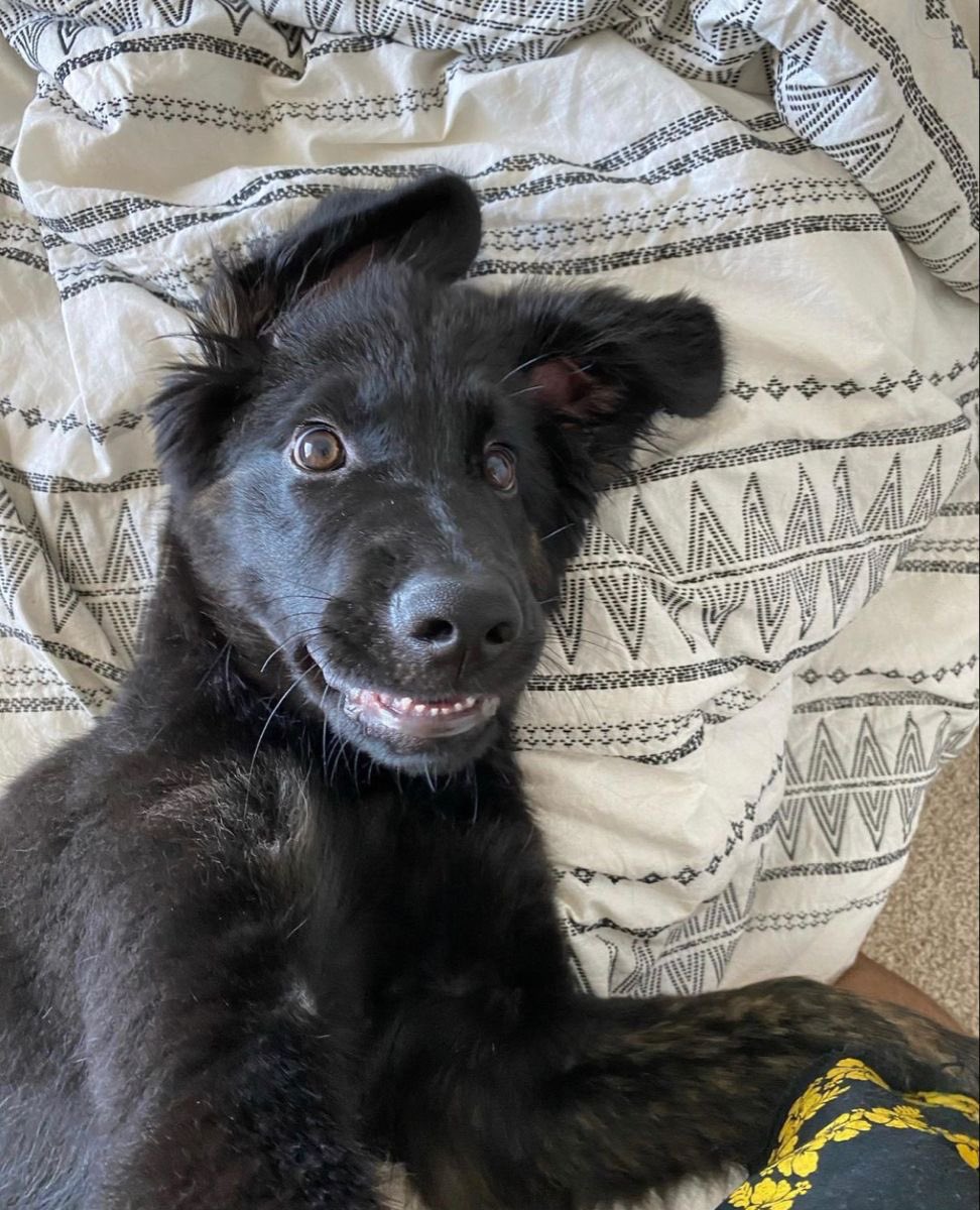 ‍ ‍ ‍ ᶜᵃⁿᵈⁱ tweet media