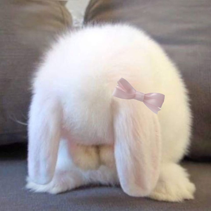 animals wearing bows tweet media