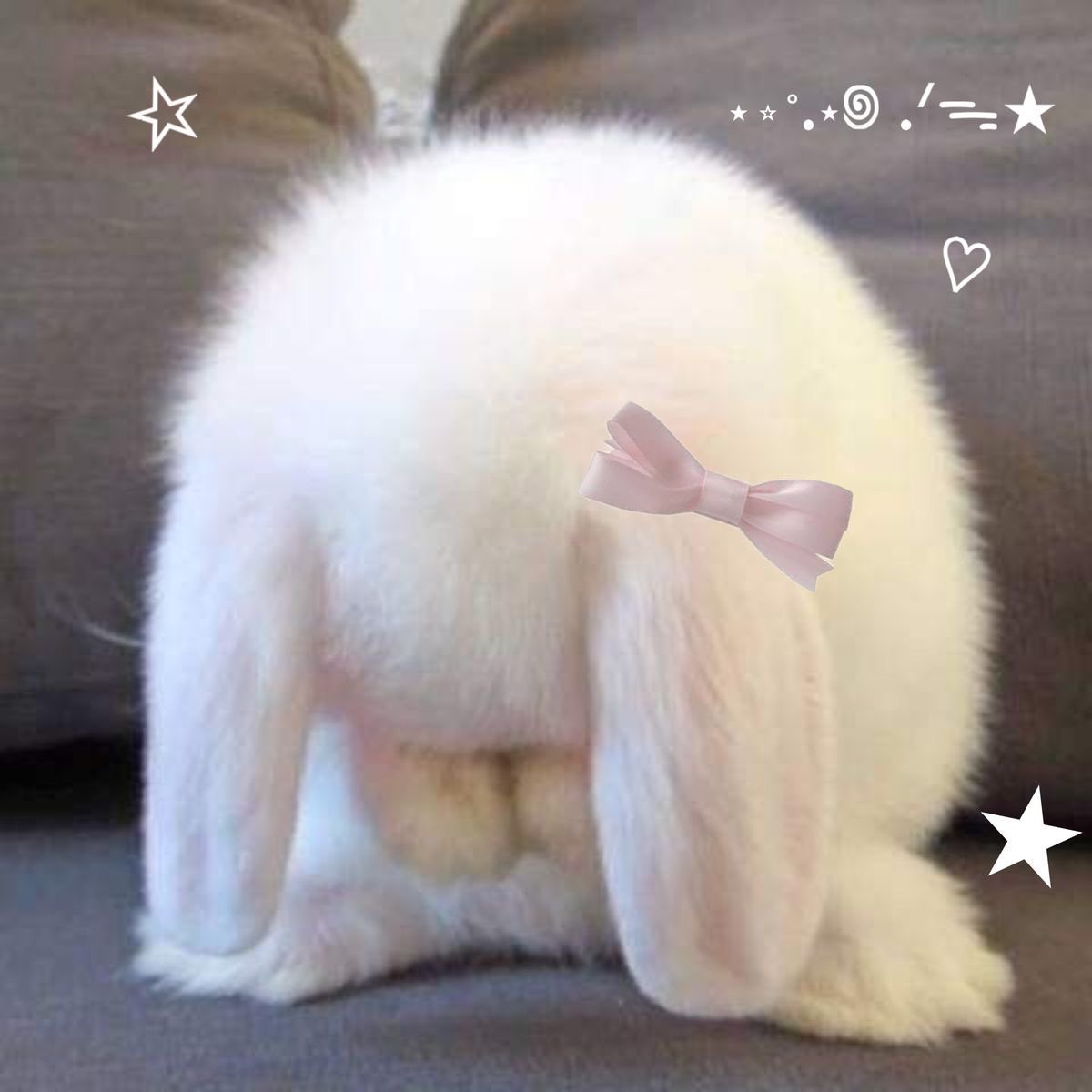 animals wearing bows tweet media