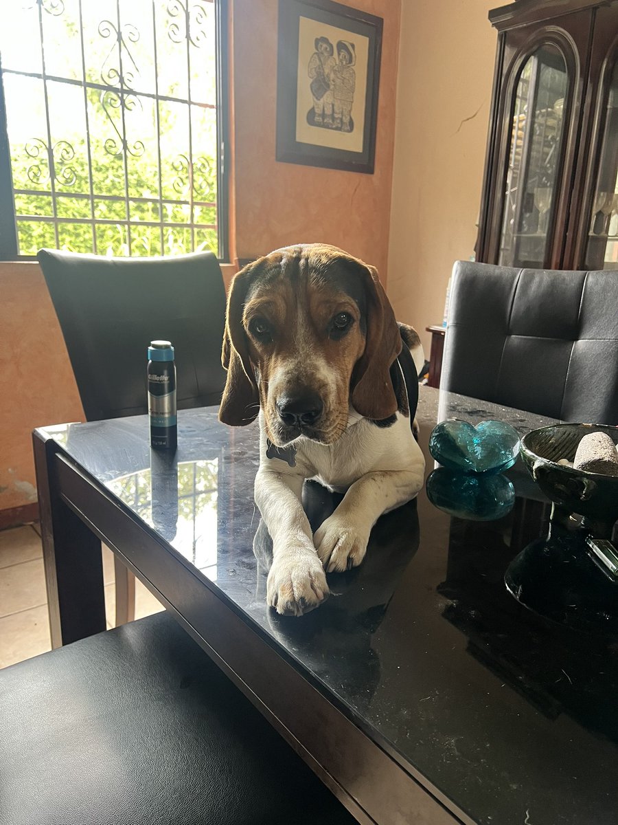 Doggo_Val's tweet photo. @TFT This is rocko the table is his throne. https://t.co/feJlGo0SEy