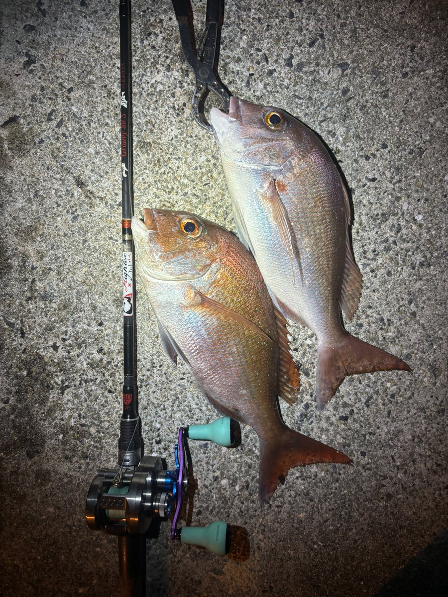 ✳︎コードネームバス2個セット✳︎ラージ スモール SS TULALA