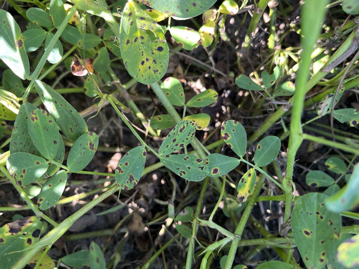 AmericotMan's tweet photo. Early & late leafspot picking up! We began picking it up roughly 2-3 weeks ago. If you sprayed Chlorothalonil on your last spray & have a short rotation,be on the lookout. Early & late leafspot should be on every peanut growers radar now! @bobkemerait #DSFC #paynoworpaylater https://t.co/g81Ib32eYb