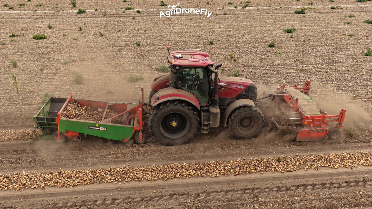 agridronefly's tweet photo. Harvesting onions with a Case Puma 175 and Holaras onion harvester combination https://t.co/RkANaKVyGH