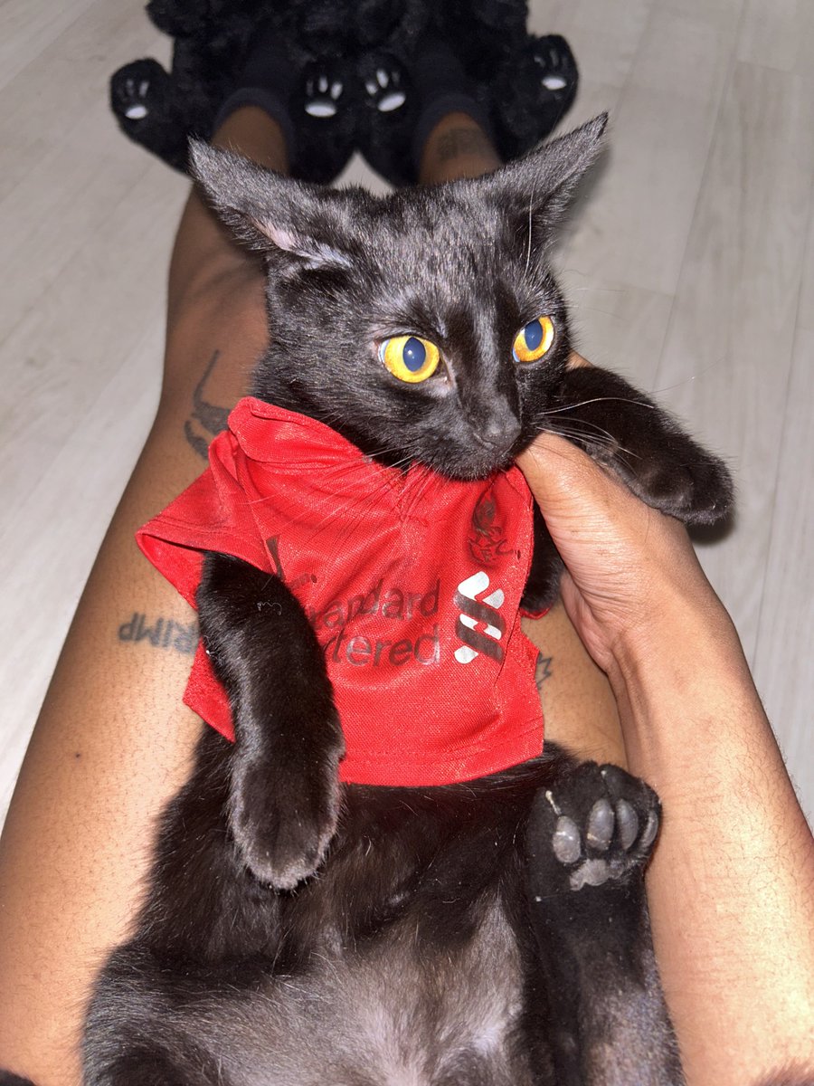 K3RK3Z's tweet image. one chat with arne slot and she said meow