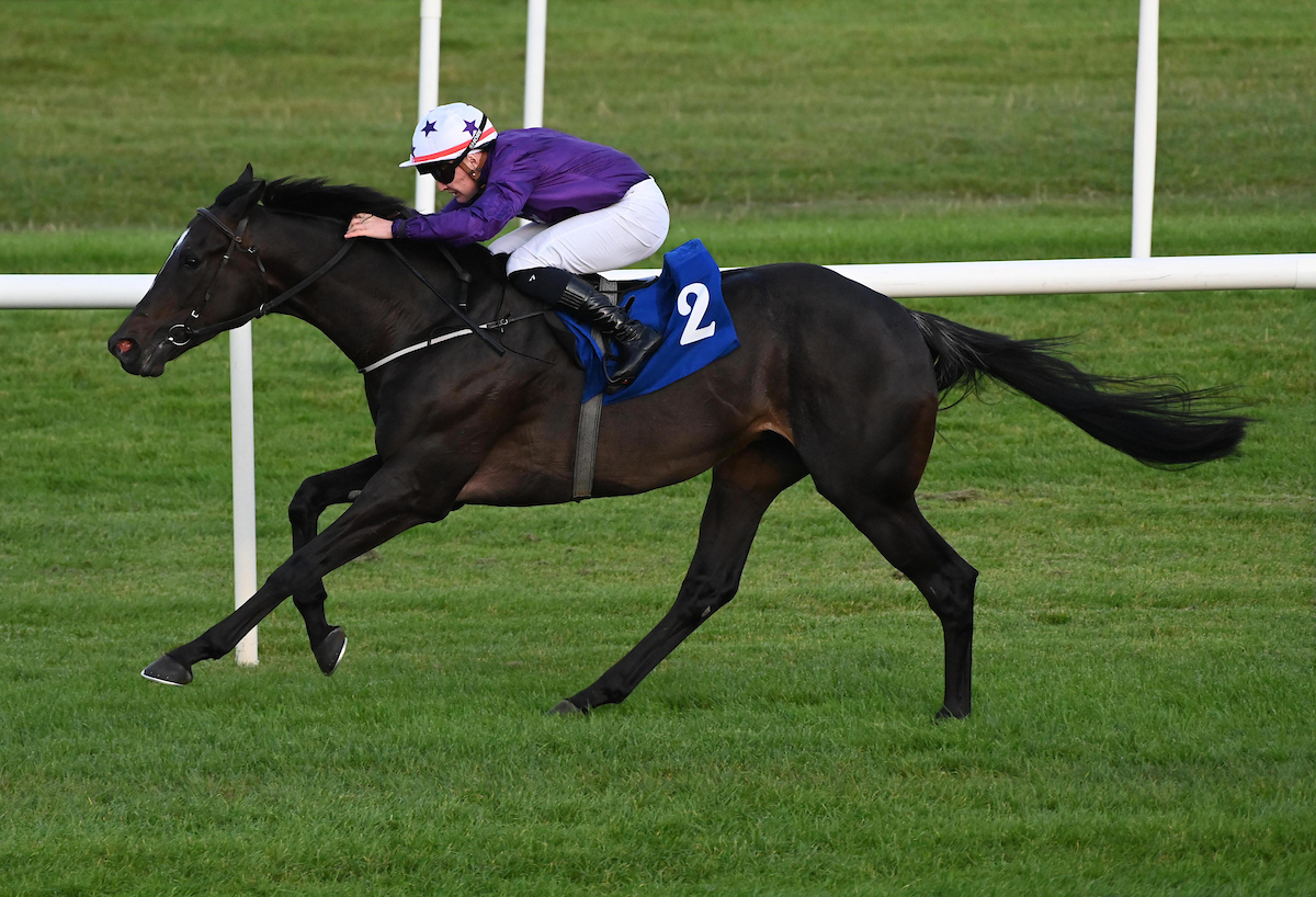 Roscommon Racecourse tweet media