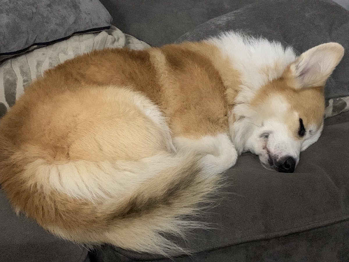 WoodturnersWife's tweet image. My sleepy boy 🥹🥰
All the belly rubs &amp;amp;free-loading must be exhausting 😅

#CorgiCrew #happydoggo