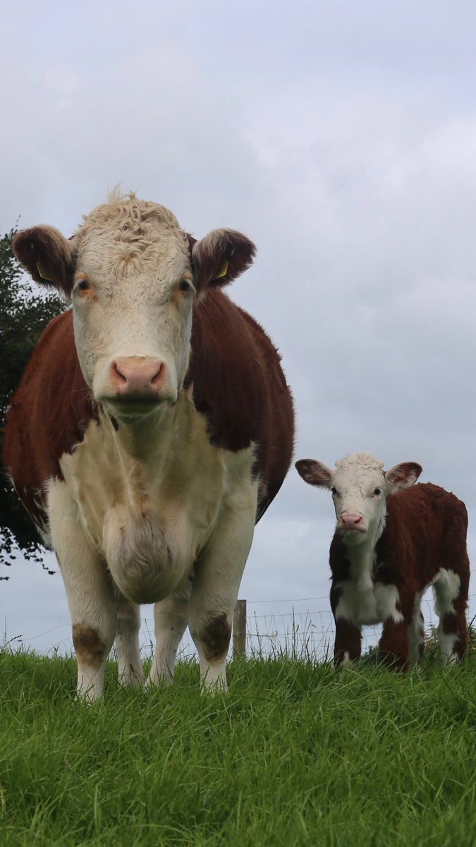 Our three year old Hereford cow, Kilsunny Lass Twirl proudly showing off her newborn bull calf - our first calf of the Autumn ☺️

#autumncalving #herefords #teamkilsunny