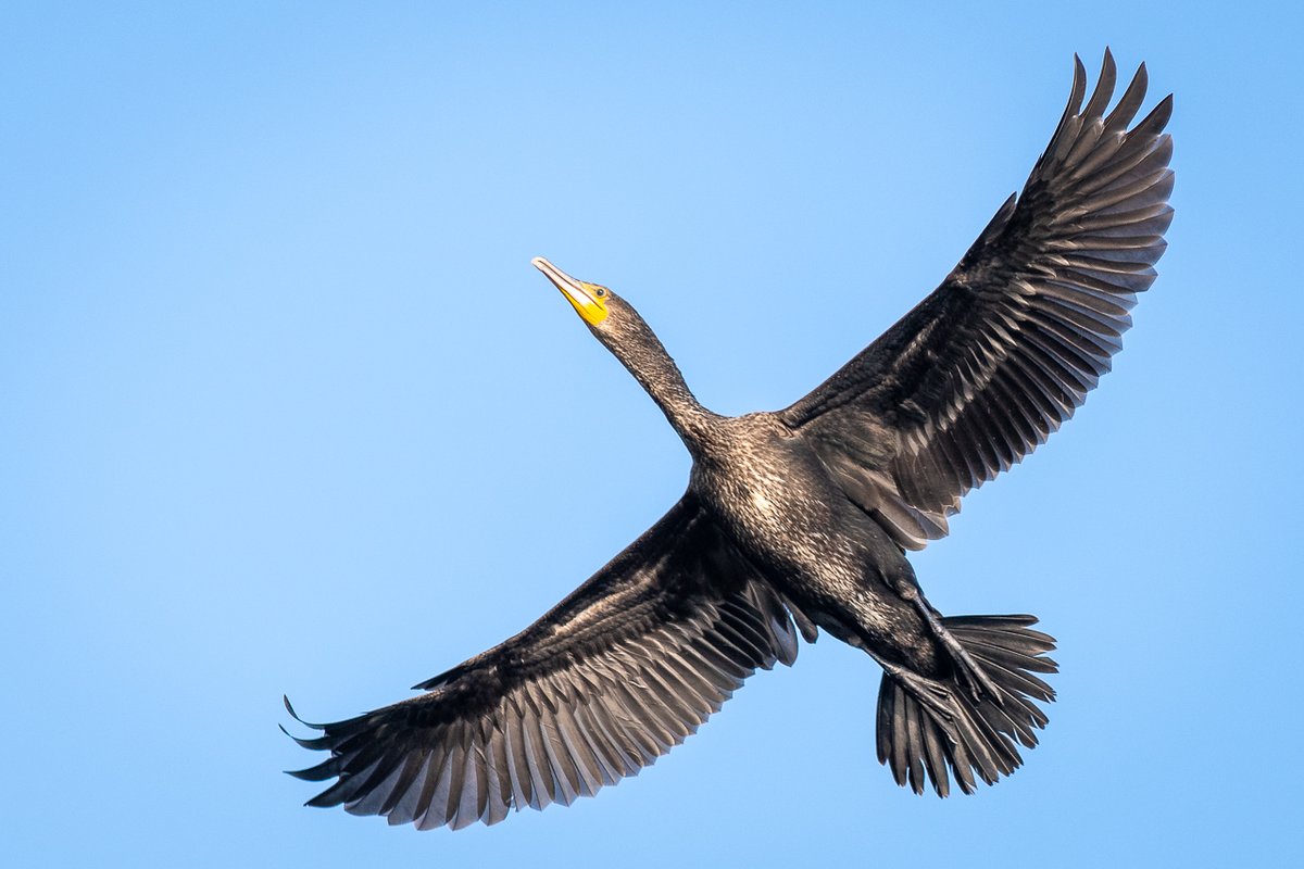 Cormorant