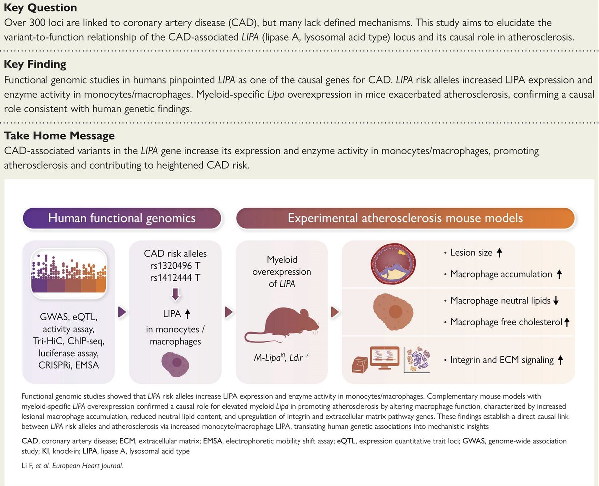 Hanrui Zhang tweet media