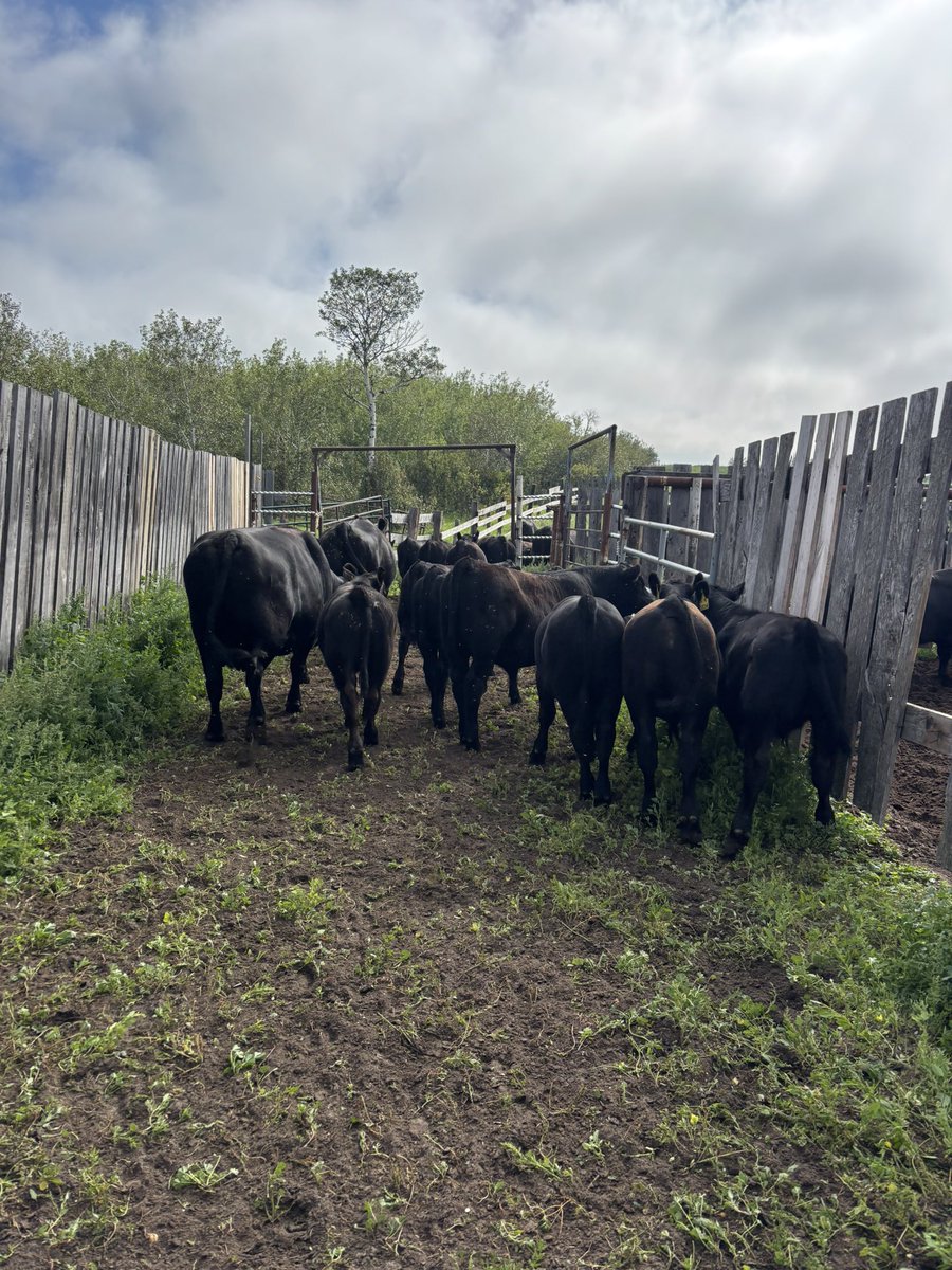 Learned 2 things today

1) A bull is gonna have to be pretty special to make the pen

2) Working cattle with no dust is pretty great