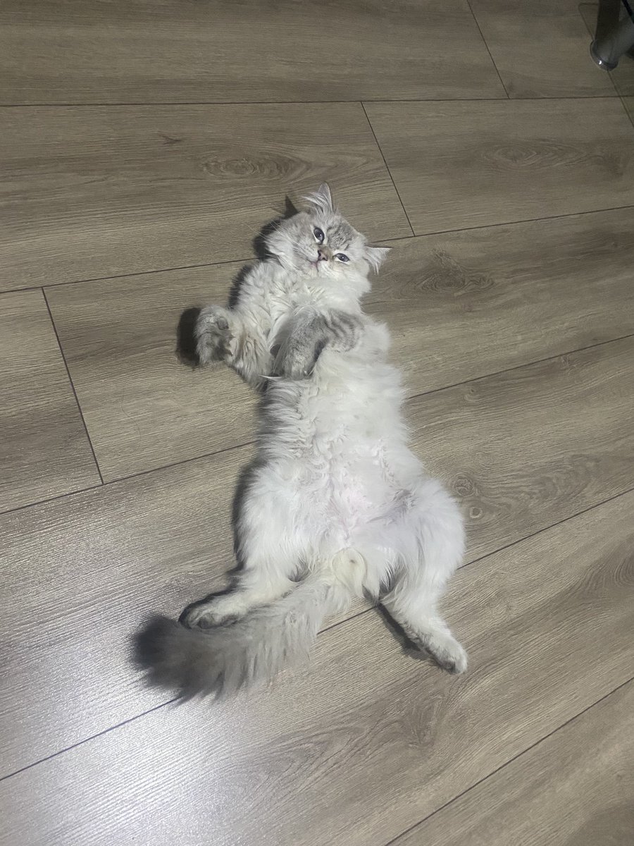 Kedim sürekli şu şekil 👇 yatıyor normal mi 🤷🏻‍♀️