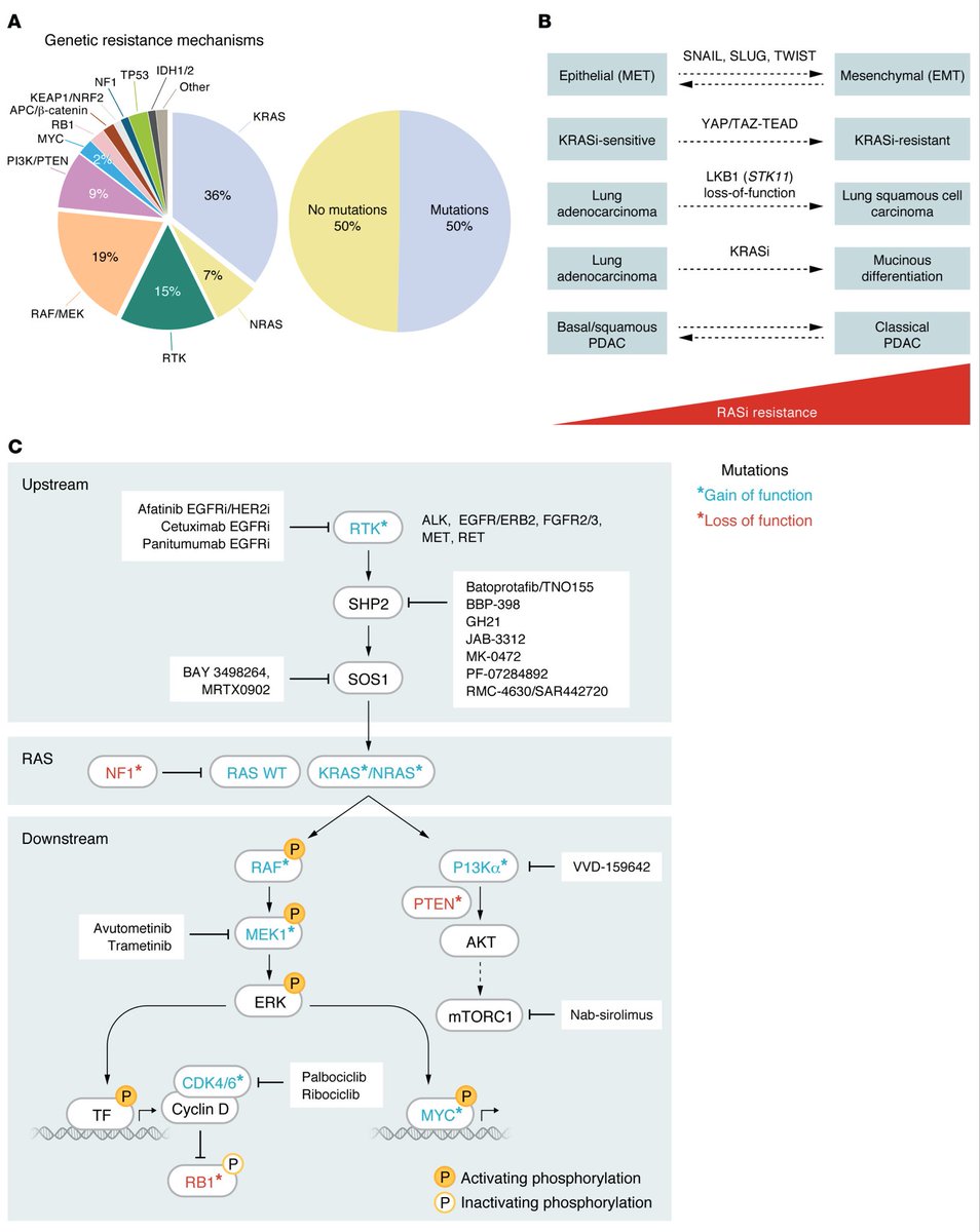 Anirban Maitra (@aiims1742) on Twitter photo New #OpenAccess review in <a href="/jclinicalinvest/">Journal of Clinical Investigation</a> from <a href="/cjder23/">Channing Der</a> (KRAS Yoda!) 
KRAS: the Achilles’ heel of pancreas cancer biology
jci.org/articles/view/…
As always fantastic illustrations & tables to cite in talks. New #OpenAccess review in <a href="/jclinicalinvest/">Journal of Clinical Investigation</a> from <a href="/cjder23/">Channing Der</a> (KRAS Yoda!) 
KRAS: the Achilles’ heel of pancreas cancer biology
jci.org/articles/view/…
As always fantastic illustrations & tables to cite in talks.