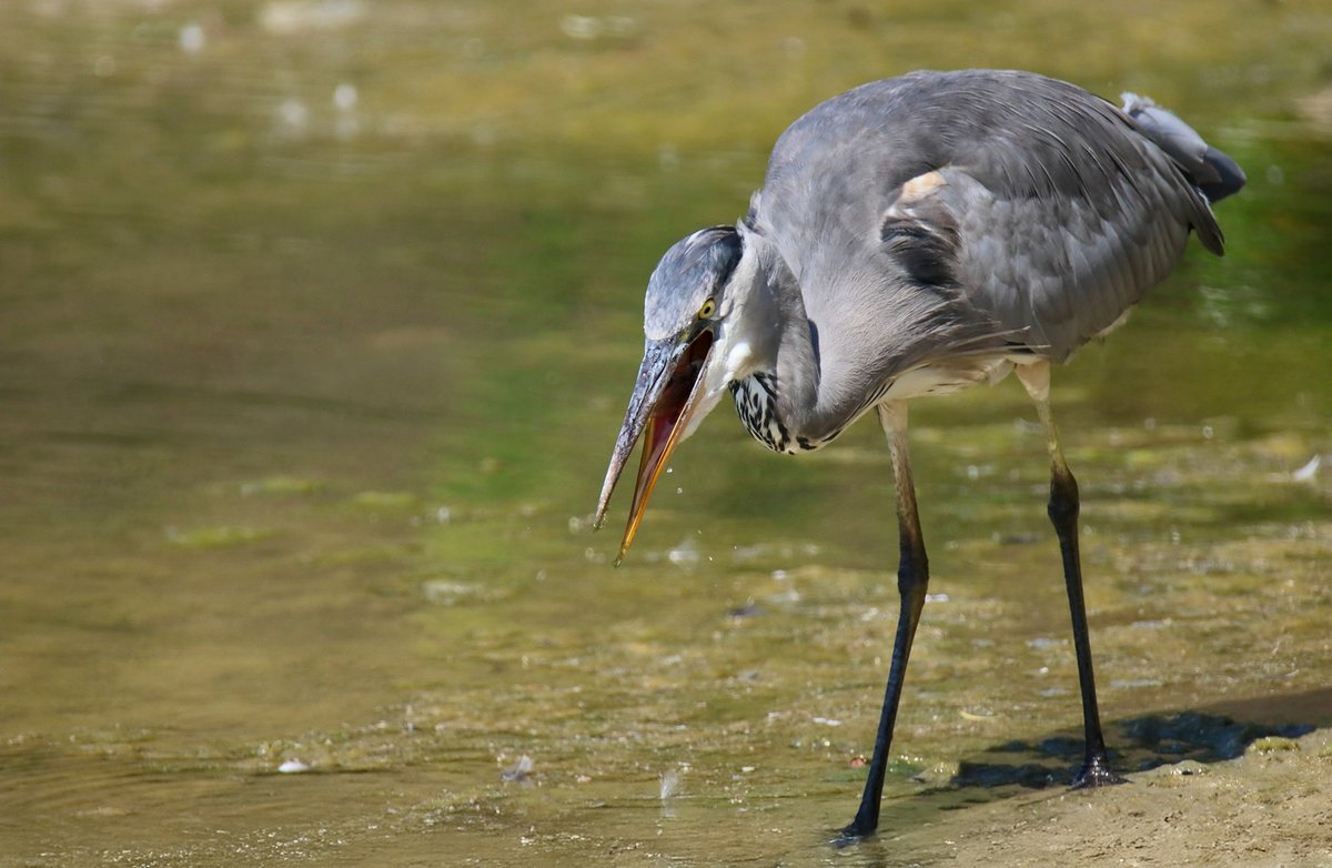"Visje gespot… en hap! 😋"