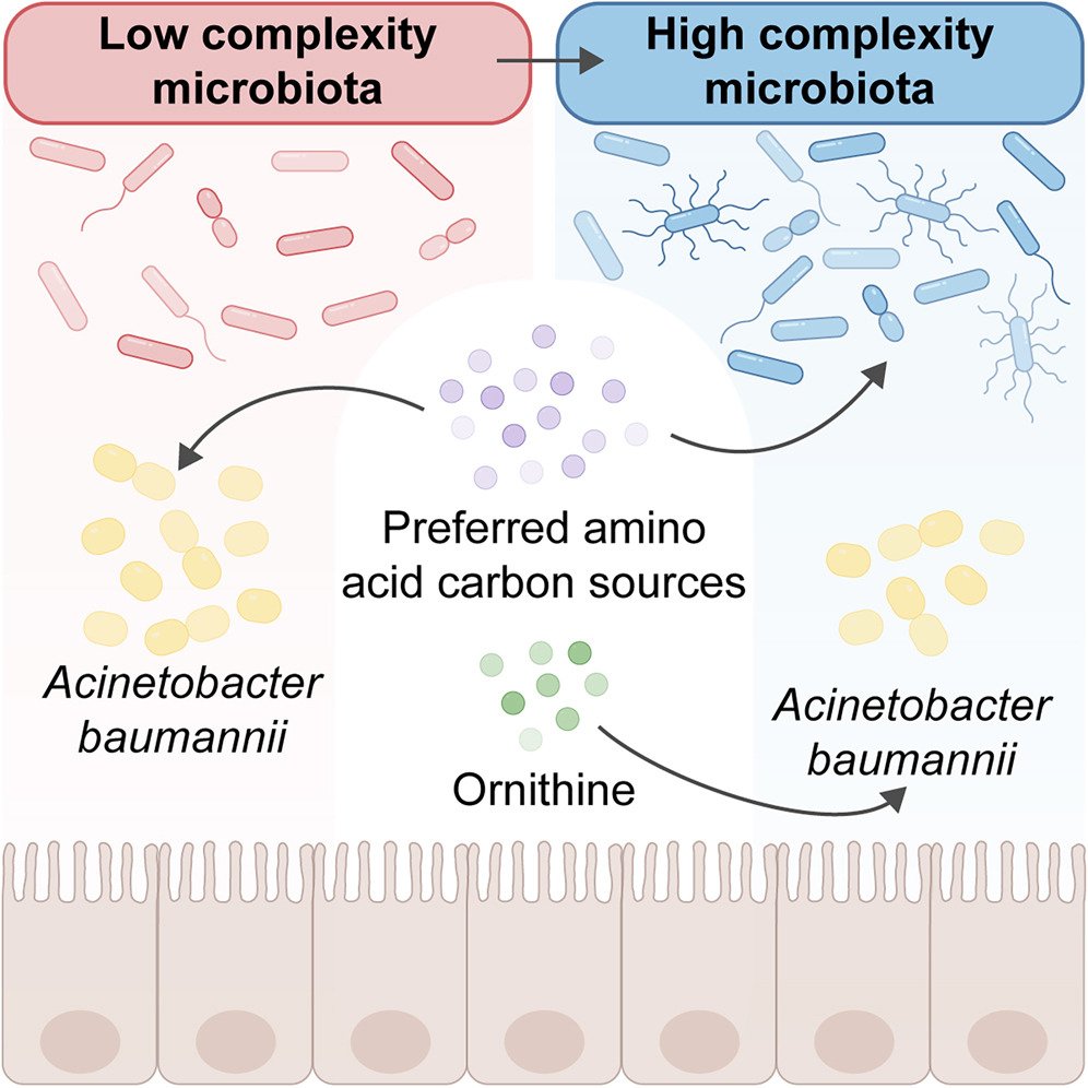 Cell Host & Microbe (@cellhostmicrobe) on Twitter photo Amino acid competition shapes A. baumannii carriage.
A. baumannii uses ornithine to compete w/ microbiota & persist in gut. Amino acid supplementation & differences in diet promote A. baumannii gut colonization in mice and humans
<a href="/laurenpalmerphd/">Lauren Palmer 👩🏻🔬</a>
cell.com/cell-host-micr… Amino acid competition shapes A. baumannii carriage.
A. baumannii uses ornithine to compete w/ microbiota & persist in gut. Amino acid supplementation & differences in diet promote A. baumannii gut colonization in mice and humans
<a href="/laurenpalmerphd/">Lauren Palmer 👩🏻🔬</a>
cell.com/cell-host-micr…