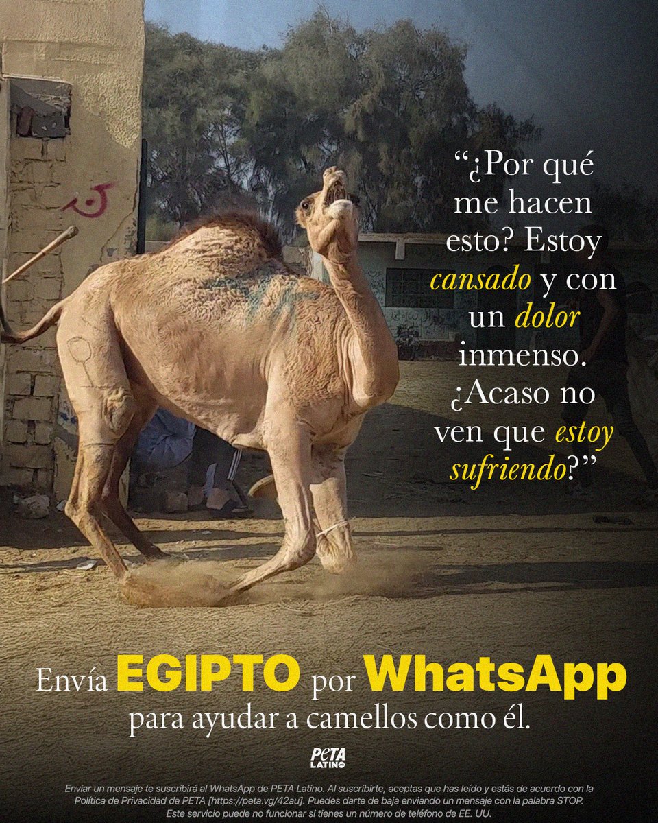 ⚠️ ¡DETENTE! ⚠️
En Egipto, los camellos son obligados a trabajar hasta que ya no pueden mantenerse en pie y luego los desechan cuando ya no son útiles 😢
TÚ puedes marcar la diferencia: exige la prohibición del uso de camellos para entretenimiento y transporte en las pirámides y