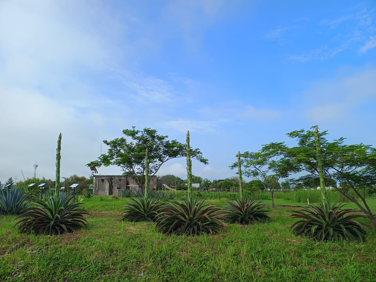 Observatorio Universitario tweet media