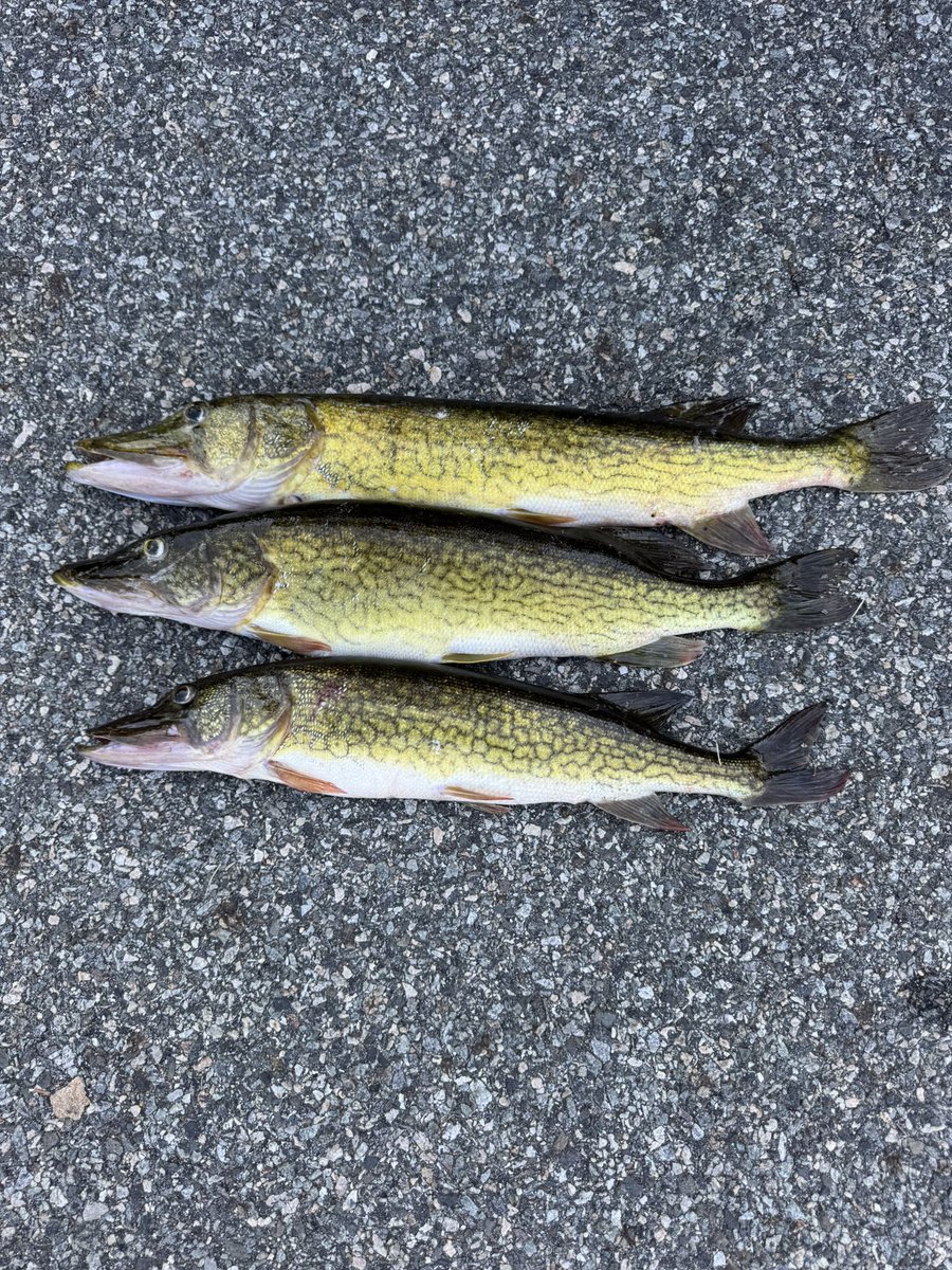 Donald Copeland tweet media