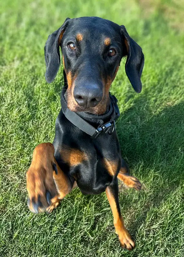 Hi, I’m Remi, a sweet 2-year-old girl who’s ready to find my perfect forever home. I’ve been through a bit, so I’m taking my time coming out of my shell, but with encouragement and reassurance, I’m starting to relax and show my true colors.

New things might spook me at first,