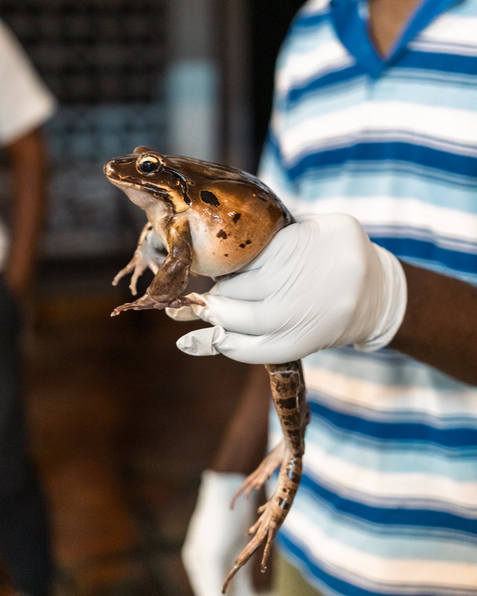 Big leap for conservation! 🐸✈️

Mountain chickens from 🇸🇪 have arrived in 🇲🇸 for a new breeding programme.

Together, we’re working to secure a future for this incredible species! 🌱💚 #Montserrat #Conservation #MountainChicken

Read more: facebook.com/ReWildCaribbean