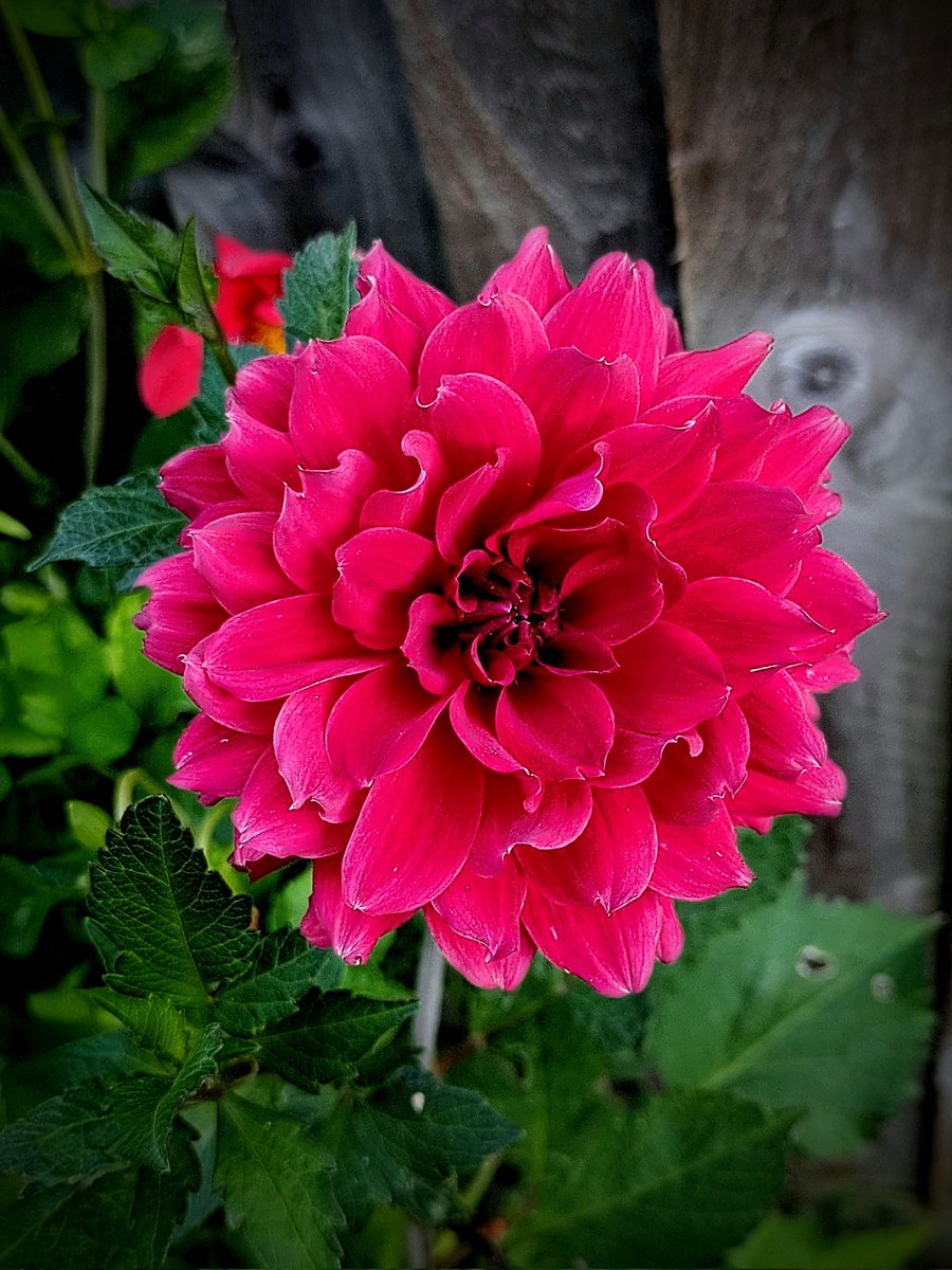 clothesfreeuk's tweet photo. A selection of Dahlias in my garden โค๏ธ
#dhalias #gardening #blooms #clothesfreeliving https://t.co/wyf36tIhAj