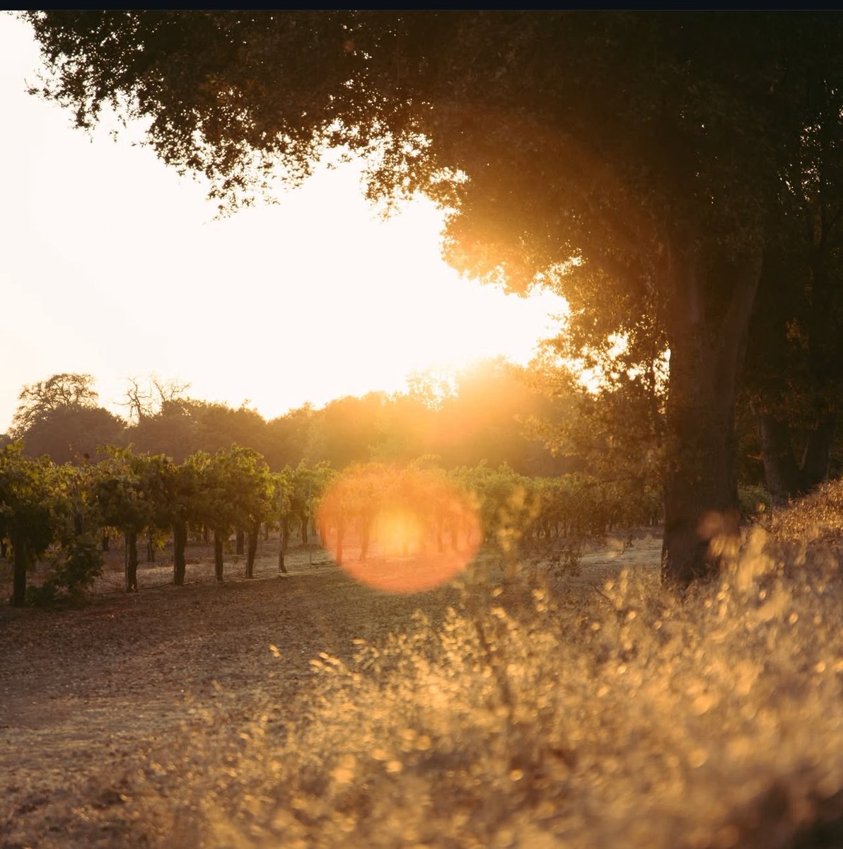 Where are we delivering the <a href="/OakRidgeWinery/">Oak Ridge Winery</a> wine at the Onchain Summit?

Could get it there late on Friday night for happy hour. 

Or could save it for a Sunday night event. <a href="/onchainsf/">Onchain Summit San Francisco</a> 

Do we just give to <a href="/jessepollak/">jesse.base.eth</a> and <a href="/chintanturakhia/">Chintan Turakhia</a> and let them decide?