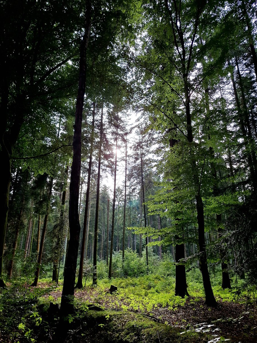 Do you have any pictures of a Forest? 🌳 📸