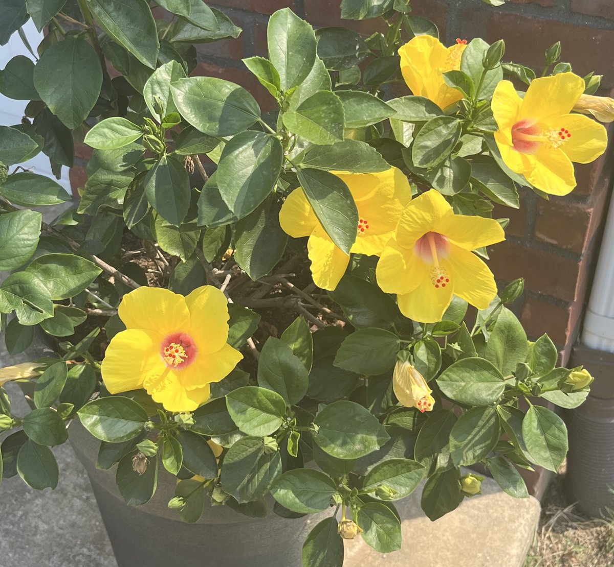 PS5DatLie's tweet photo. Been working on my plants all summer and they are finally looking nice. https://t.co/SVTLAAOftB