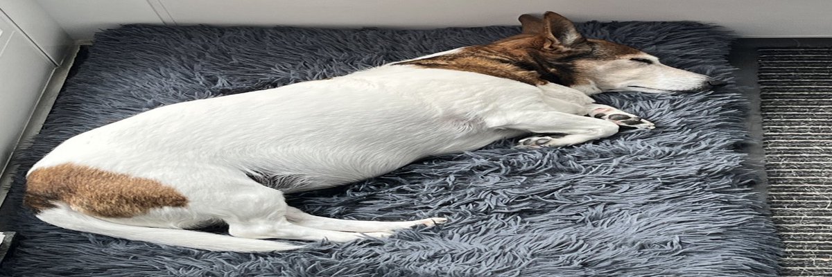 FOKUS Juu (@juufn_) on Twitter photo 