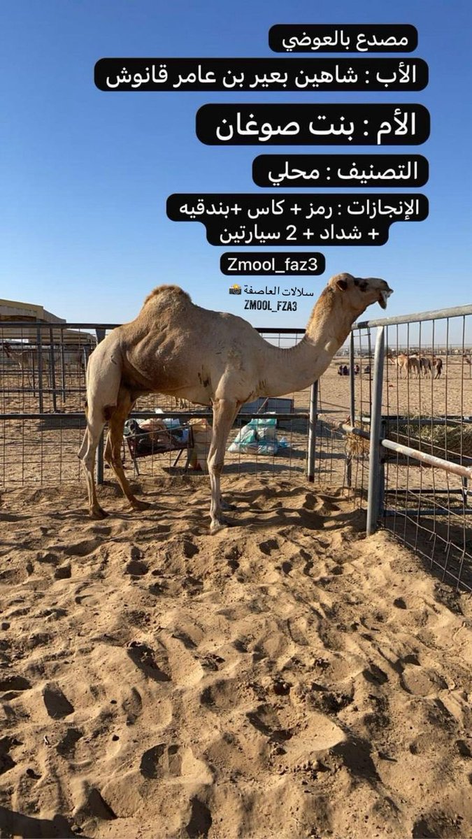 zmool_fza3's tweet photo. نتائج ميدان الظفرة
🗓 16/8/2025 السبت
شارة الشيخ طحنون بن محمد آل نهيان ( طيب الله ثراه)
سن الفطامين مسافة 1500 متر

الشوط 2…
مصدع لـ سعيد راشد حمود الدرعي 
التوقيت : 2:15
https://t.co/ktVnsoK9Bd

الاب : مصدع بالعوضي بعير العاصفة
الام : بنت منادي بعير الشيخ محمد بن راشد

:- يضيف السبق الخامس في رصيده

المصدر : سلالات العاصفة
Zmool_fza3