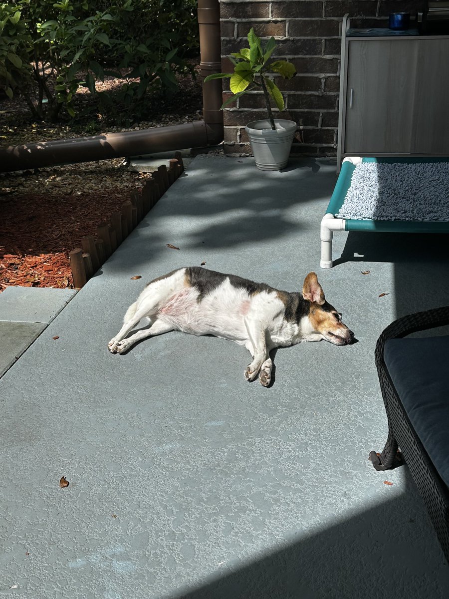 Isn’t retirement nice Frenz? 🐶 😴 🌞 💕