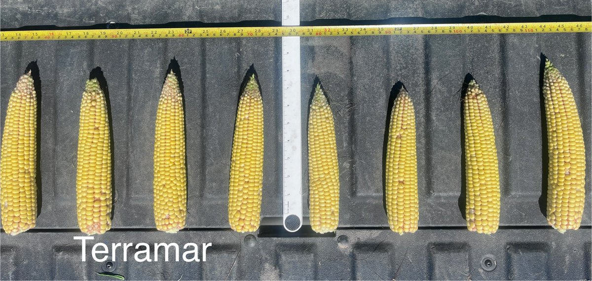 Adam Voss tweet media