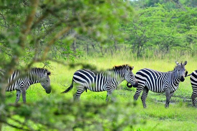 AllenKebir11833's tweet photo. Lake Mburo National park in Uganda is a home to a stunning herd of zebras with over 3000 plain zebras .
Their  striking stripes and agile movements make for breathtaking sights.
 
BOOK YOUR SAFARI NOW
https://t.co/GlqP3ptjVi
#Lakemburonationalpark
#exploreUganda #visitUganda https://t.co/gln30tbIn1
