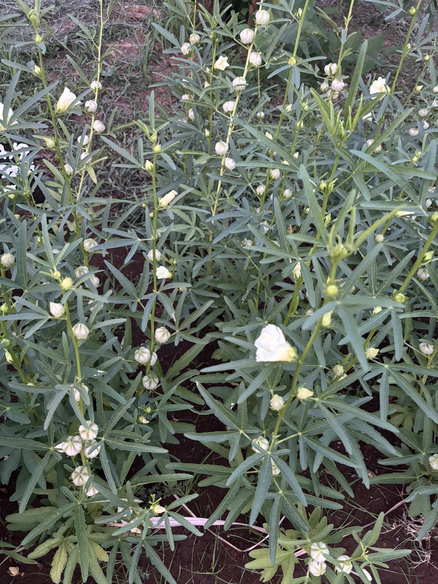 2025.8.20
今日のお花
いつものお花達💐
いつも癒しをありがと✨