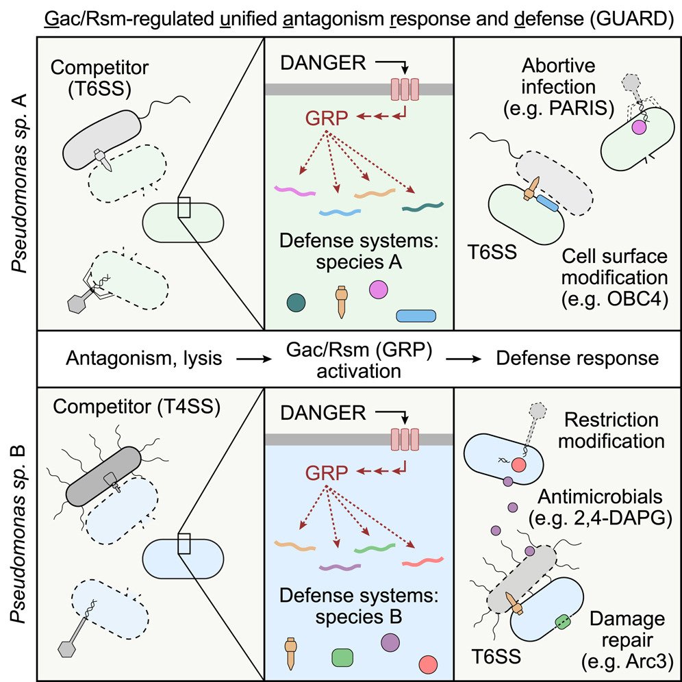 Cell Host & Microbe (@cellhostmicrobe) on Twitter photo Pseudomonads on GAURD
Mougous <a href="/YaleMicroPath/">YaleMicroPath</a> describe immune strategy in Pseudomonas, termed GUARD, that protects against bacteria & viruses. Controlled by Gac/Rsm regulatory pathway, program activates suite of defense mechanisms to general danger signal
cell.com/cell-host-micr… Pseudomonads on GAURD
Mougous <a href="/YaleMicroPath/">YaleMicroPath</a> describe immune strategy in Pseudomonas, termed GUARD, that protects against bacteria & viruses. Controlled by Gac/Rsm regulatory pathway, program activates suite of defense mechanisms to general danger signal
cell.com/cell-host-micr…