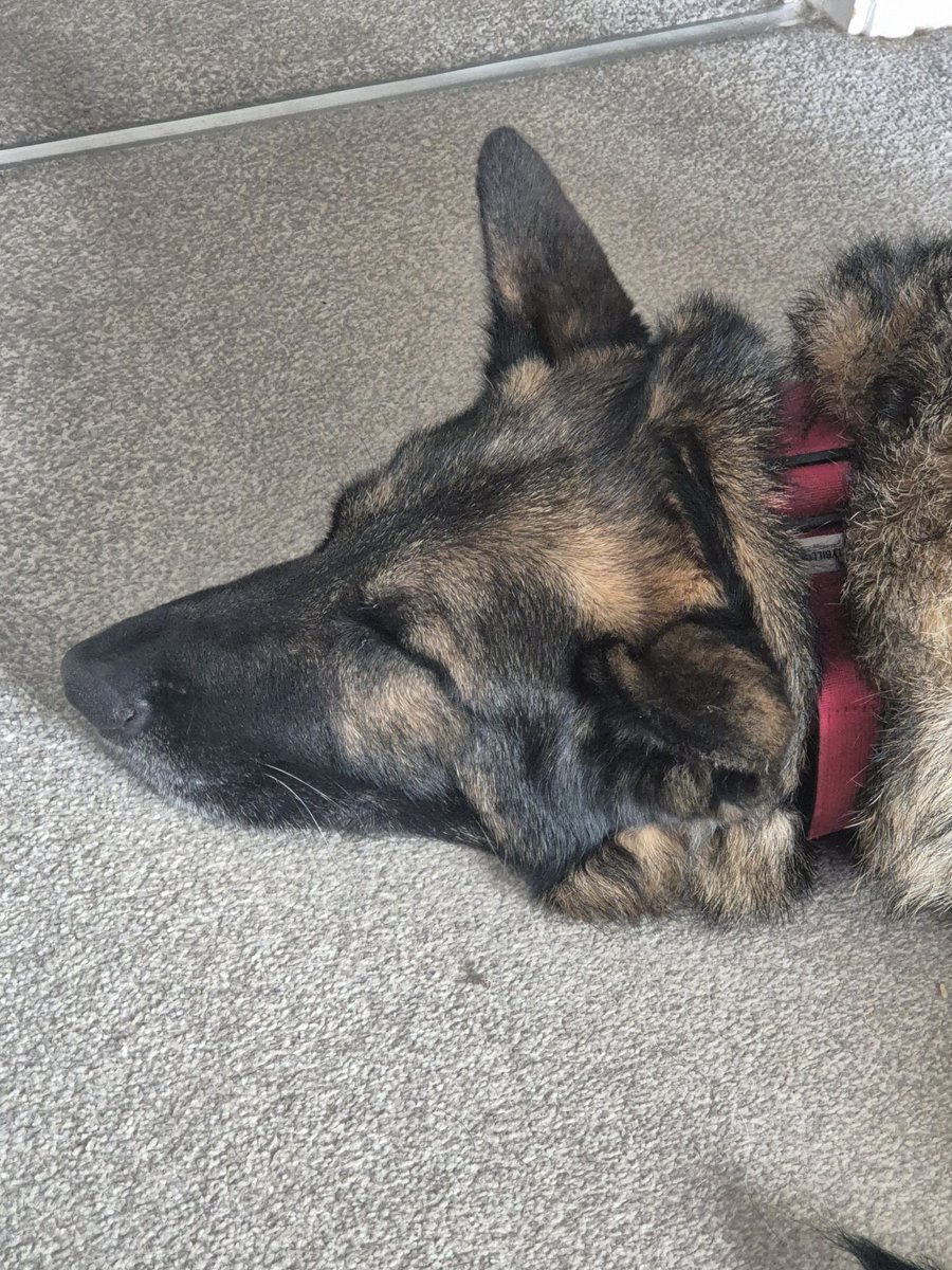 The hooman is going away again 🙄 I'm feeling a tiny bit better. Hoping the other hooman can step up and carry on with the pics! 💙🐾💙