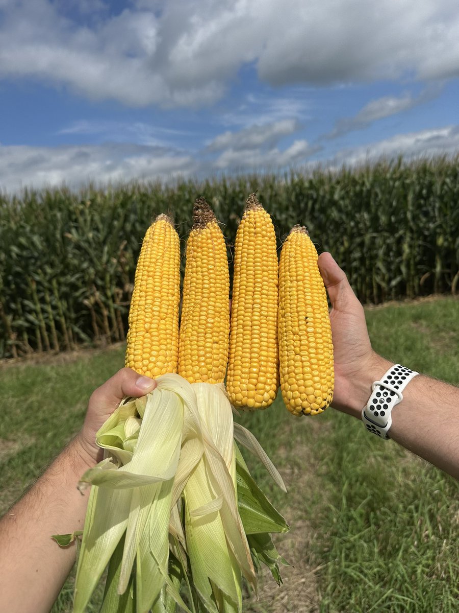 RVC crop tour day two. <a href="/RVCooperative/">River Valley Cooperative</a> 
Dewitt, Iowa
