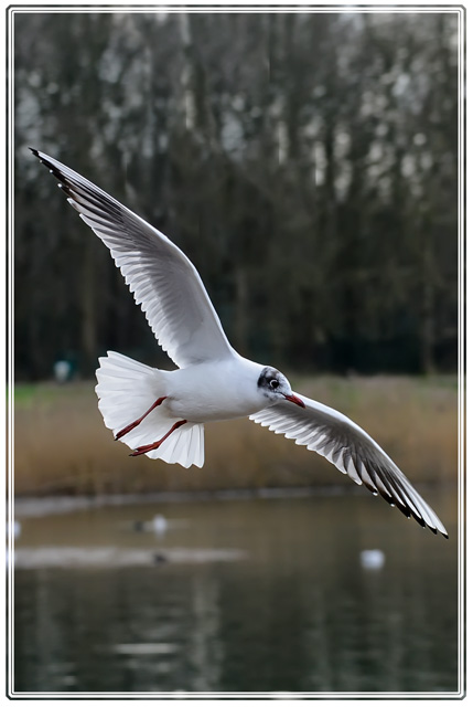 photos_dsmith's tweet photo. A #tern #effortlessly #flying above the #lake at @friendsofcwp Chorlton #waterpark, one of the many #parks in south #Manchester #wildlife #wildlifephotography see more from a #local #photographer at https://t.co/VilcfnO0ps #photooftheday #NaturePhotography #nature #capture https://t.co/dudF9fon87