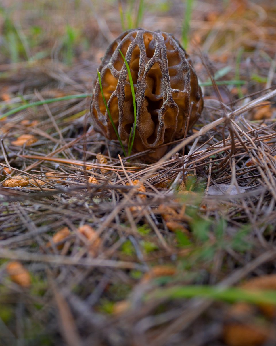 VisitGreecegr's tweet photo. 🍄 Head to #Grevena, Greece’s mushroom capital, for a one-of-a-kind celebration of nature and flavour!

From Aug 22–24, the Panhellenic Mushroom Festival brings guided foraging tours, local dishes, music &amp; more.

✨ A forest feast awaits: https://t.co/K6xo71cgs0

#VisitGreece https://t.co/h0jKT3zunc