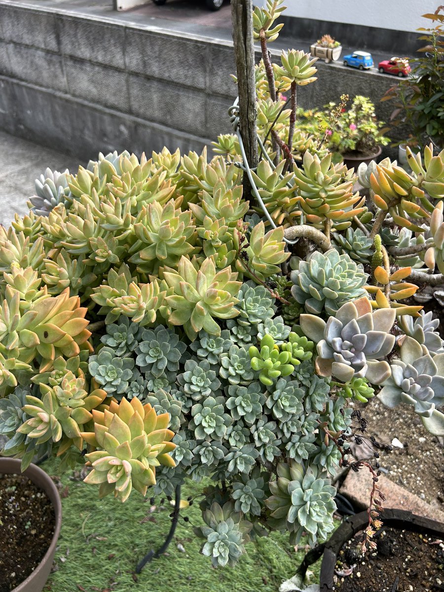 その他多肉植物 Daddy_K_Ragga 多肉も少しずつ入荷が始まりました。 #ガーデンショップfeel