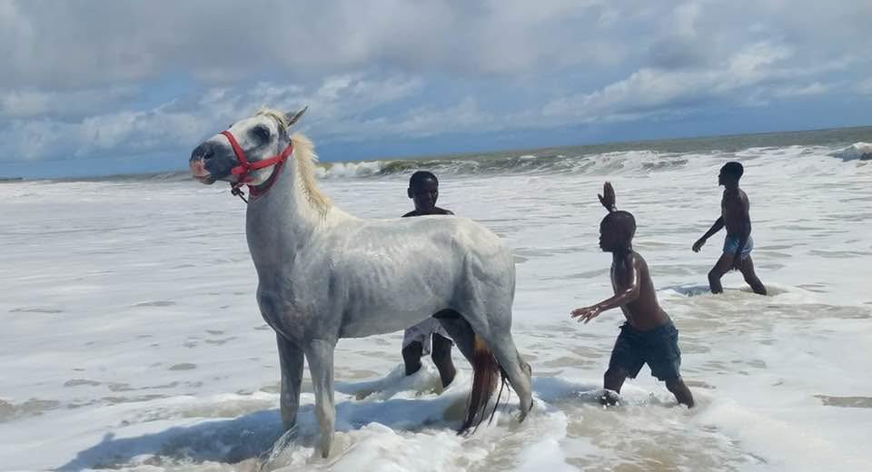 Mamy dziś Światowy Dzień Fotografii. Z tej okazji fotka, którą zrobiłem nad Atlantykiem w Grand Bassam, na Wybrzeżu Kości Słoniowej. „Kąpiel konia”🖤