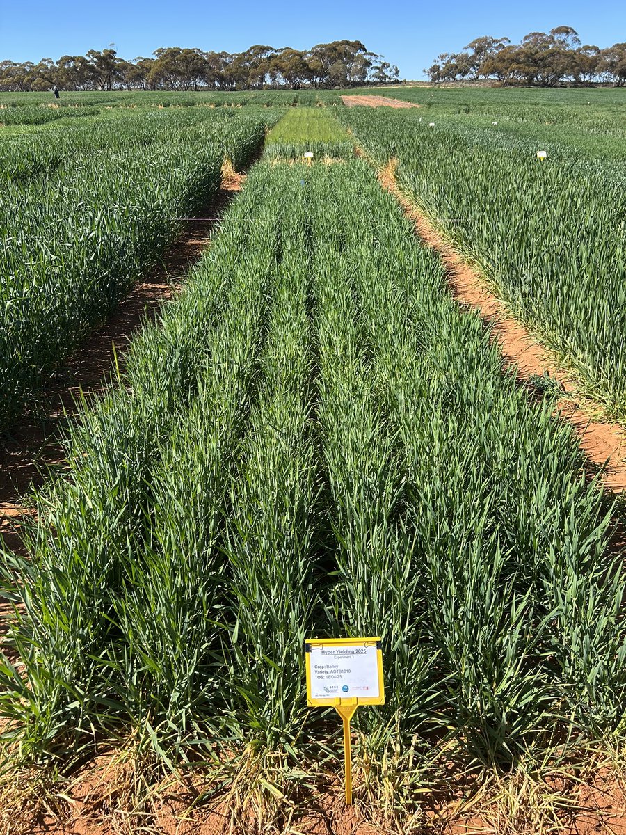 Back on barley bandwagon, Natya (Swanhill). ~70mm start plant available water + germ event Mid April…but frost 19th August. Standard spring barleys flowering and new <a href="/agtbreeding/">AGT</a> winter barley at flagleaf 👌 It could well get frosted but using water while we have it <a href="/GRDCSouth/">GRDC South</a>