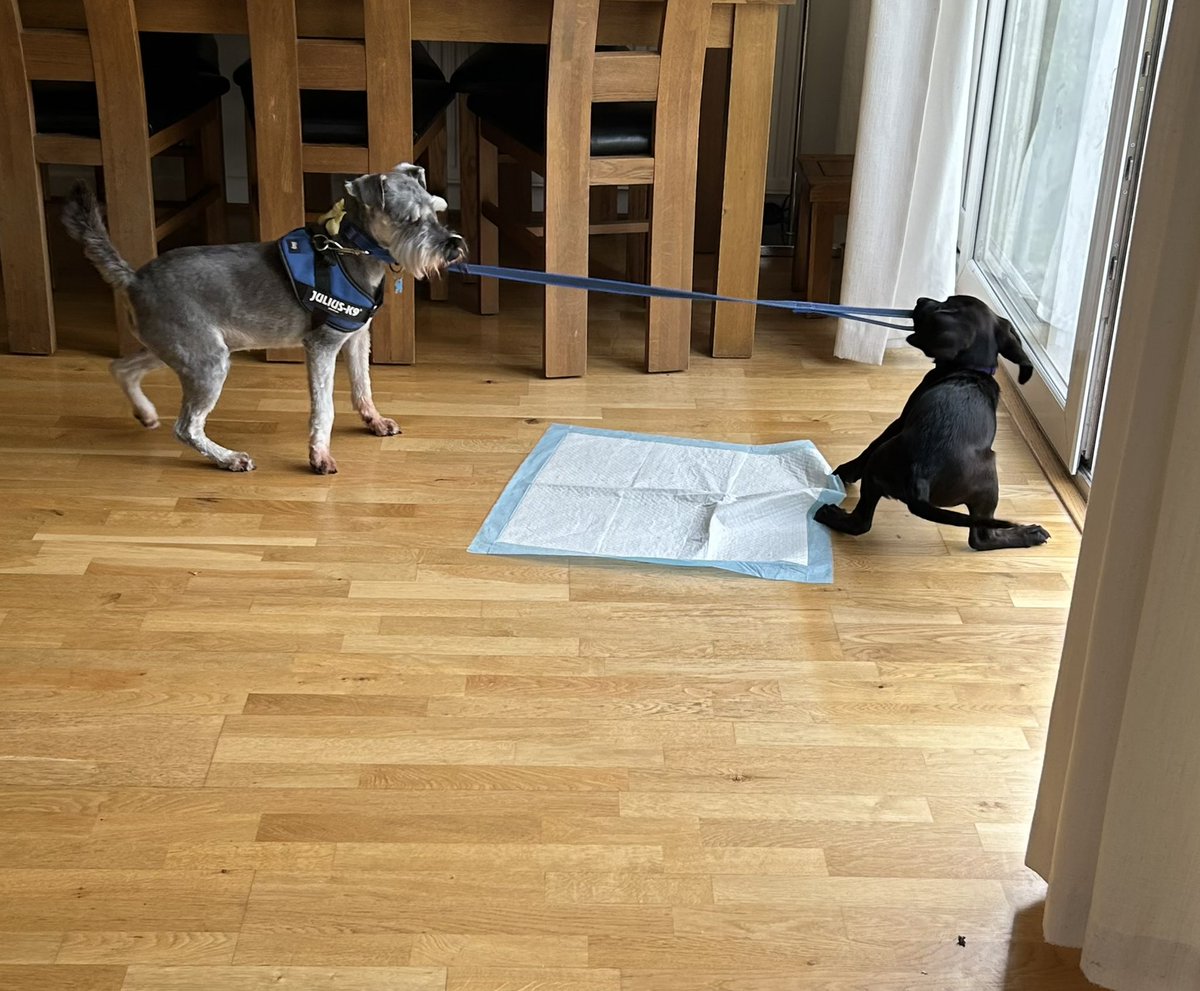 PeteWhite999's tweet photo. Our little #puppy is now nicely settled in her new #home. Lots of fun times ahead! ๐ถ #FamilyFun #dog #Labrador #SpringerSpaniel #Springador https://t.co/jElbHDqYFQ