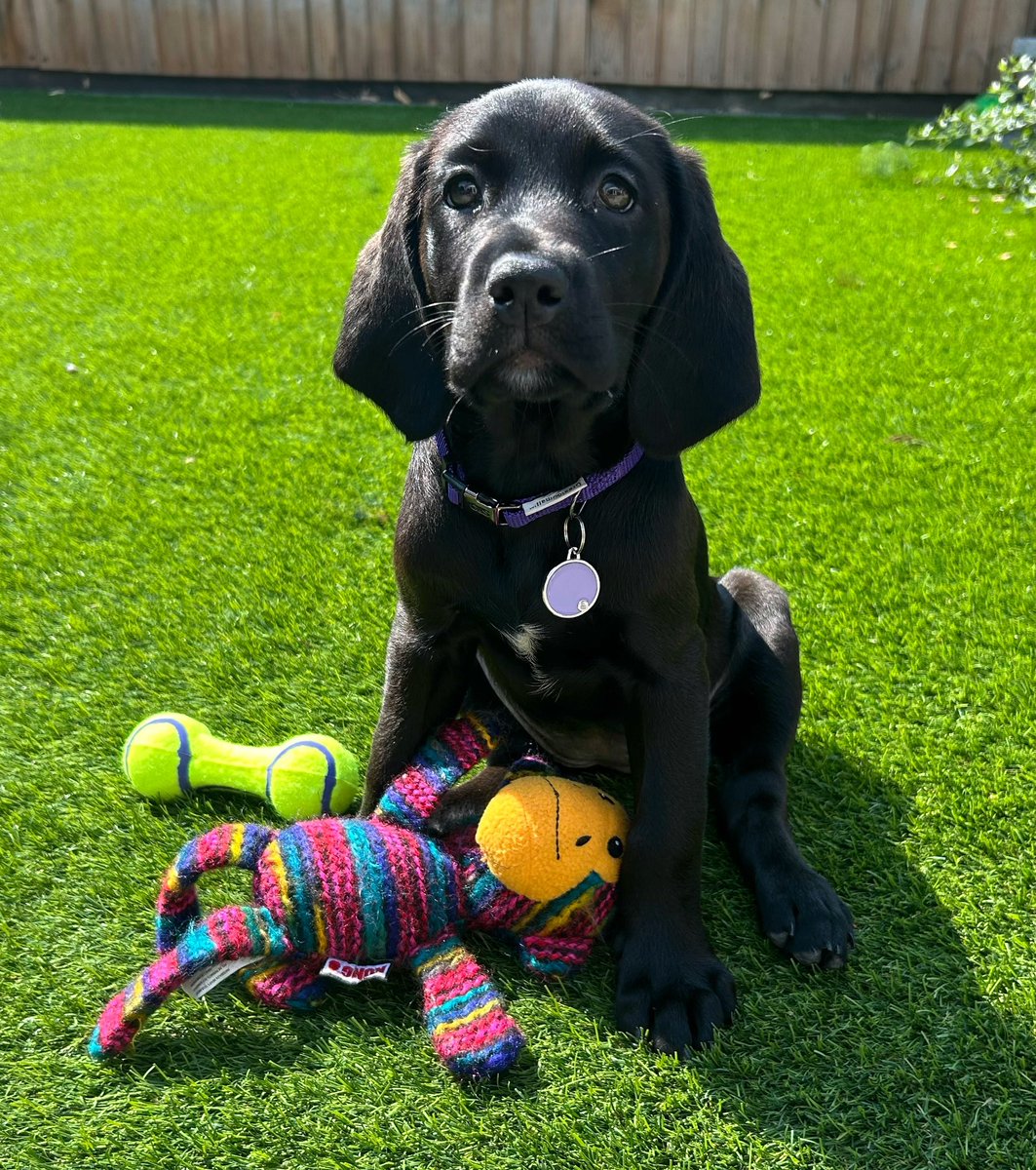 PeteWhite999's tweet photo. Our little #puppy is now nicely settled in her new #home. Lots of fun times ahead! ๐ถ #FamilyFun #dog #Labrador #SpringerSpaniel #Springador https://t.co/jElbHDqYFQ