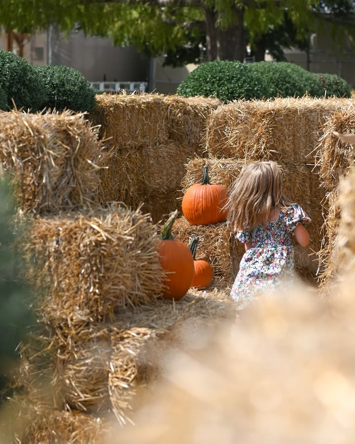 Mulhalls's tweet photo. Harvest Party is almost here, mark your calendars for Sunday, September 7th, 11a-2p π Learn more: https://t.co/eBaRYnY2NP
#mymulhalls #harvestparty #omahafall #fallplants #fallfun #planttogive #omahaevents #pumpkinpainting #shoplocalomaha https://t.co/HZzUr9XSmI