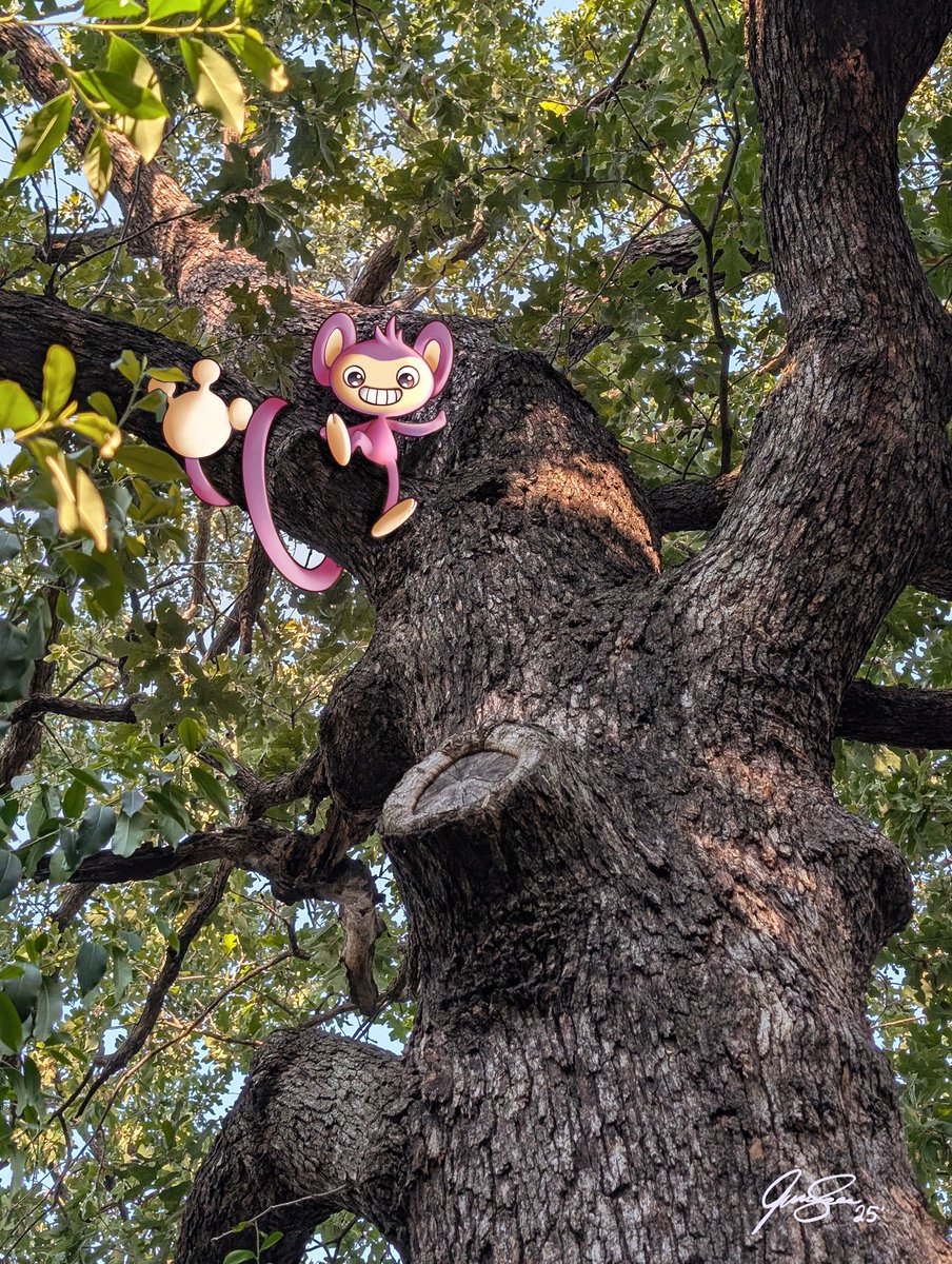 kawaiicintiq's tweet image. Found this #Aipom in my backyard, I think I know who has been hoarding berries in my shed now… #pokemon